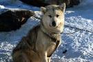  I'd Liebe to have a Greenland husky. It can only happen in my immagination, as it would be too cruel to keep one in england, but they are so cooool :)