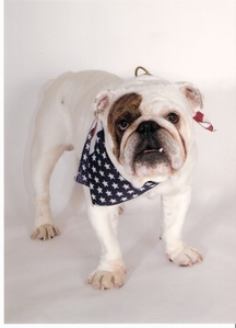  english bulldog - i already have one but its a great choice Heres a picture x