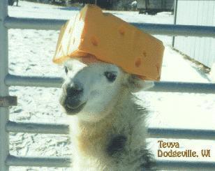 Llama with a cheese hat!

I think I got this pic from boolander25's profile :)