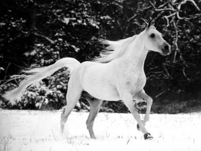 I would be a paint horse or a white horse. My name would be  Rain Spirit , that sounds pretty . . 