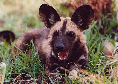  I would have to say the African Wild Dog