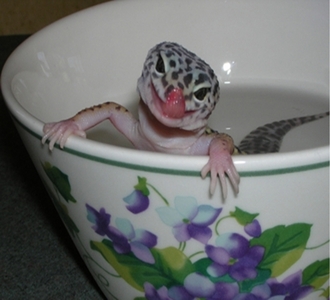  i have a leopard gecko named Freddy,and ball python named Kaa,and a cute dog named Sammy. Here's Freddy takin a bath^^