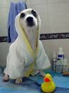  give your dog a bath