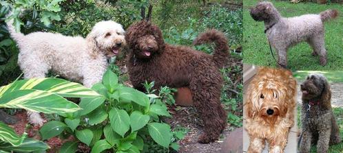  I hear Labradoodles are great for people with allergies. Their a mix between Labradors and poodles here's some pics..
