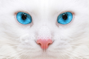  Name: Crystalfeather Kittypet name: Crystal Pelt color: Pure white Eye color: Crystal blue Clan: RiverClan Mate: None