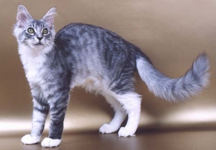  I would be in RiverClan या ThunderClan. My name would be Sapphiredawn! I प्यार to swim, catch fish, is a fast runner, and excellent hunter and fighter! I've had kits: Silvershine and Hawktail.