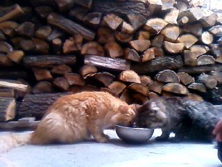 My cats names are Cookie Roby Ziggy Lily. Here you can see Cookie and Ziggy eating