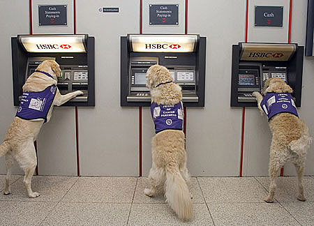  How do I train my dog to fetch money from an ATM?