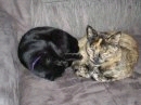 My cats are freaddar, kc(the only boy),,baby and then misty. AS you can see this is hemoine and misty sleeping together =)
