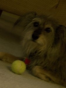  I had a dog named Molly until I was about 9 years old and she got brain cancer and we had to put her down :'( I now have a dog named Quincy! He is gray-brown and a mutt. We think he's part шнауцер and a терьер of some sort (but he kind of looks like a little irish wolfhound)
