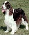  Yeah, a springer spanial called Malti XD (this isn't him, but it's pretty similar)