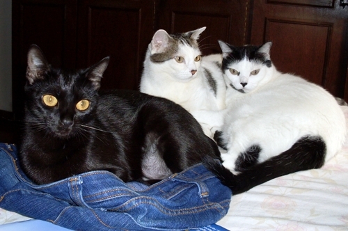  From left to right: Cookie, Oliver and his daughter Muketa. I 사랑 them like nothing else in the world =)