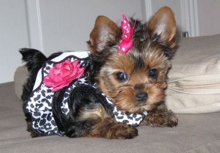  i have a yorkie cucciolo named cream and i dressed my dog up to take a pic