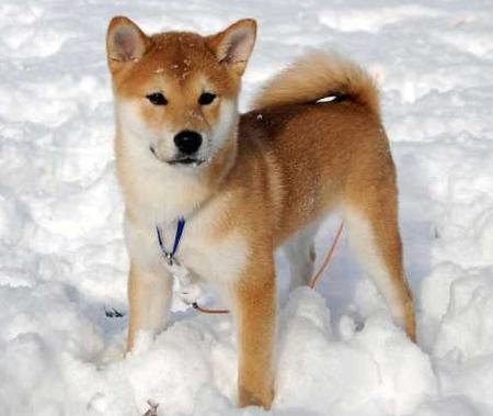  Эй,
 everyone. i have this new щенок now rite he is a shi ba inu breed and not many people have heard of that breed have you?