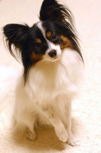 I think a Papillon is a pretty good match for you :) Small, adorable, playful, doesn't need too much exercise& very sweet. <3