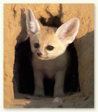  It's so adorable, but that is not a puppy. I'm 100% sure its a baby Desert Fox; look at this link http://fiveprime.org/hivemind/Tags/desert,fox