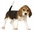  Beagles are smallish and very friendly. They're easy to keep too.