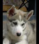  I tình yêu Siberian Huskies! And shitzus, golden retrievers and Labradors =)