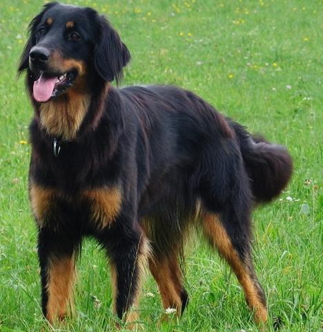  Hovawart! Big, softie looking, but guards the house from strangers. Becomes very attached to the family and is very playful and energetic.Suits in many activities,needs a good and determined training. Weight 28-45kg,colors Black and tan, golden and black.