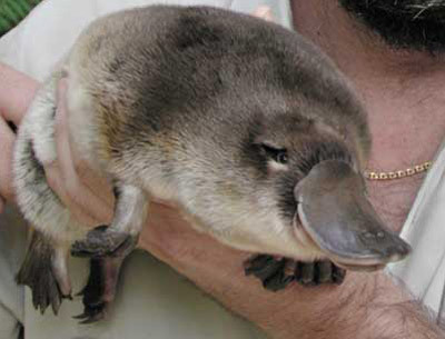  I don't know what to say, so here's a picture of a platypus