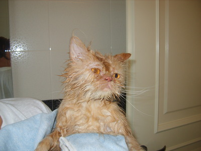  This is my cat... wet! Do anda like she?