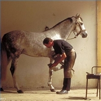  I want to go to college to be a farrier. (For all आप people who don't know what a farrier is, its someone who takes care of a horse's hooves, and things of that nature.) Once I do that and start a carrier in that I want to हटाइए out west (Western America) buy a ranch raise cattle to sell for beef या whatever. (Sorry to all आप vegetarians.) I'll of course keep up my farriering, so I'll have ranch hands to stay out with the cattle. This has been a dream of mine for a long time, its Heaven on Earth for me.( =