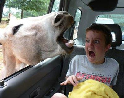  Lol! That's really funny..and I think I've seen that picture before. Here's a misceláneo picture mostrando the friendship between a boy and a horse...