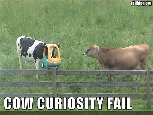  look at the cow!