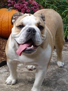  haha, scratch that. i took an official looking test and it sinabi im a Bullog! lol. i pag-ibig Bulldogs! i might have gone for a madami attractive breed but Bulldogs got awesome personalities. :)