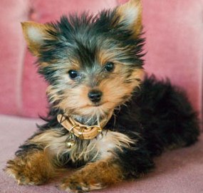  yorkies they are just the cutest!