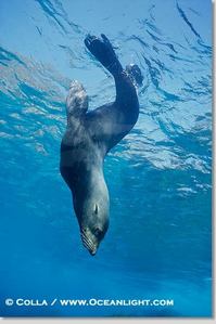  yeah i want to be a marine biologist cause i really enjoy marine Haiwan