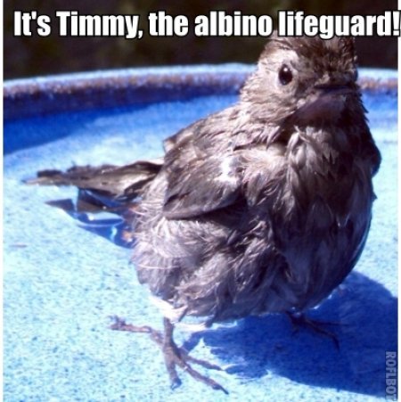  Okay, here's well apparently it's Timmy the albino lifeguard, odd, he doesn't look albino ou able to be a lifeguard.