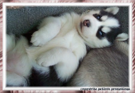  Husky!!!! It is the cutest dog ever if i could i would get one! یا a German Shepard it's also very cute!!!