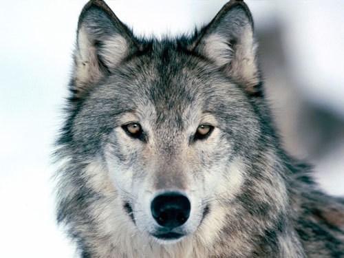  a wolf