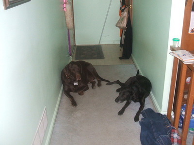 I have a Шоколад Lab name Smokey and a black lab name Maggie.