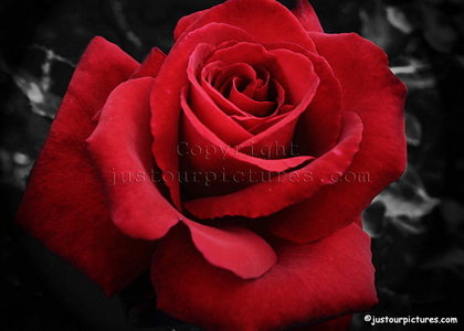  Rose cause it's red XD