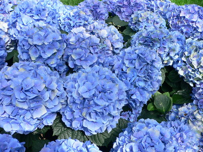  My favourite お花 are hydrangeas <3