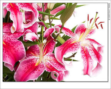  Lilies are my favorite! I 愛 all kinds. <3