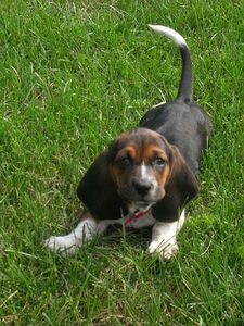  my favourite breed is the Basset Hound. They're great family pets, great personalities and are just plain adorable but they have so many health problems it's unbelieveable.