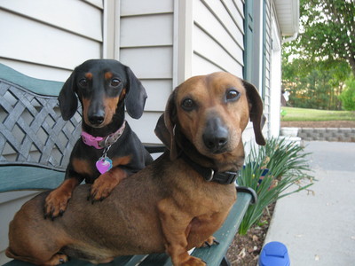 my dachshunds i have another dog but she lives with my real dad but anyways the black + brown in the pink color is molly and  the reddish + brownish is frankie and is in the black color