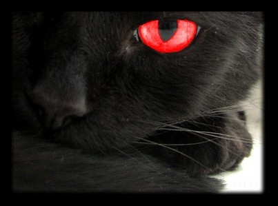  2 boy-Joshua Riley girl-Bobby Ember (first name-middle name) 랜덤 pic.cool looking cat