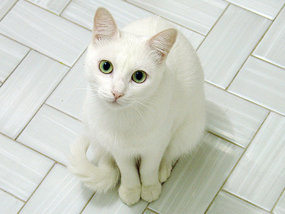 I'd be white, with medium length fur. I'd be rather small, with a long tail.