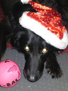  this is my dog buzzy at christmas