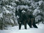  I'd wanna be a wolf, but I can change back and forth between loup and human ... I just described a werewolf didn't I? Lol!