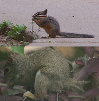  What do you like better? Chipmunks or Squirrles?
