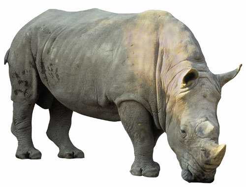  OMG UNICORNS ARE REAL!!!!! theyre just fat and gray and we call them rhino's!!!!! XD