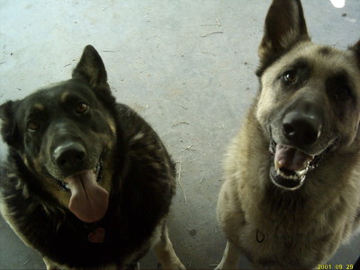 I had 2 german shepards but one died tragically about 1 yr ago and we put the other one down about 2 weeks ago. Miss thenm everyday!!
R.I.P. Raven and Schrader!!