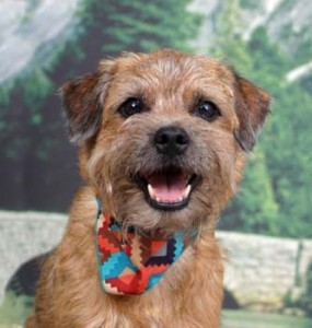 mine would have to be the border terrier so cute :)
