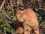 ill be a orange tabby name flameclaw. im a male