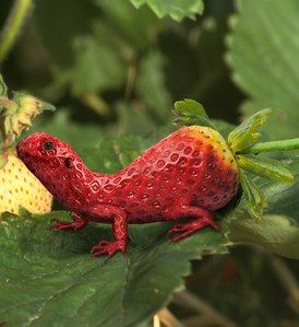 Strawberry Gecko. =P